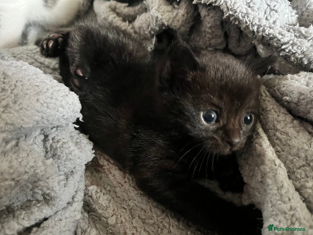 British Shorthair cats for sale: Kittens in Grimsby - Image 16