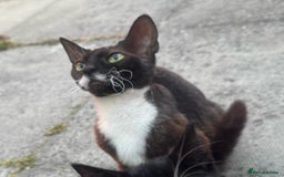 Domestic Shorthair cats for sale: cat and kittens for rehoming - Image 18