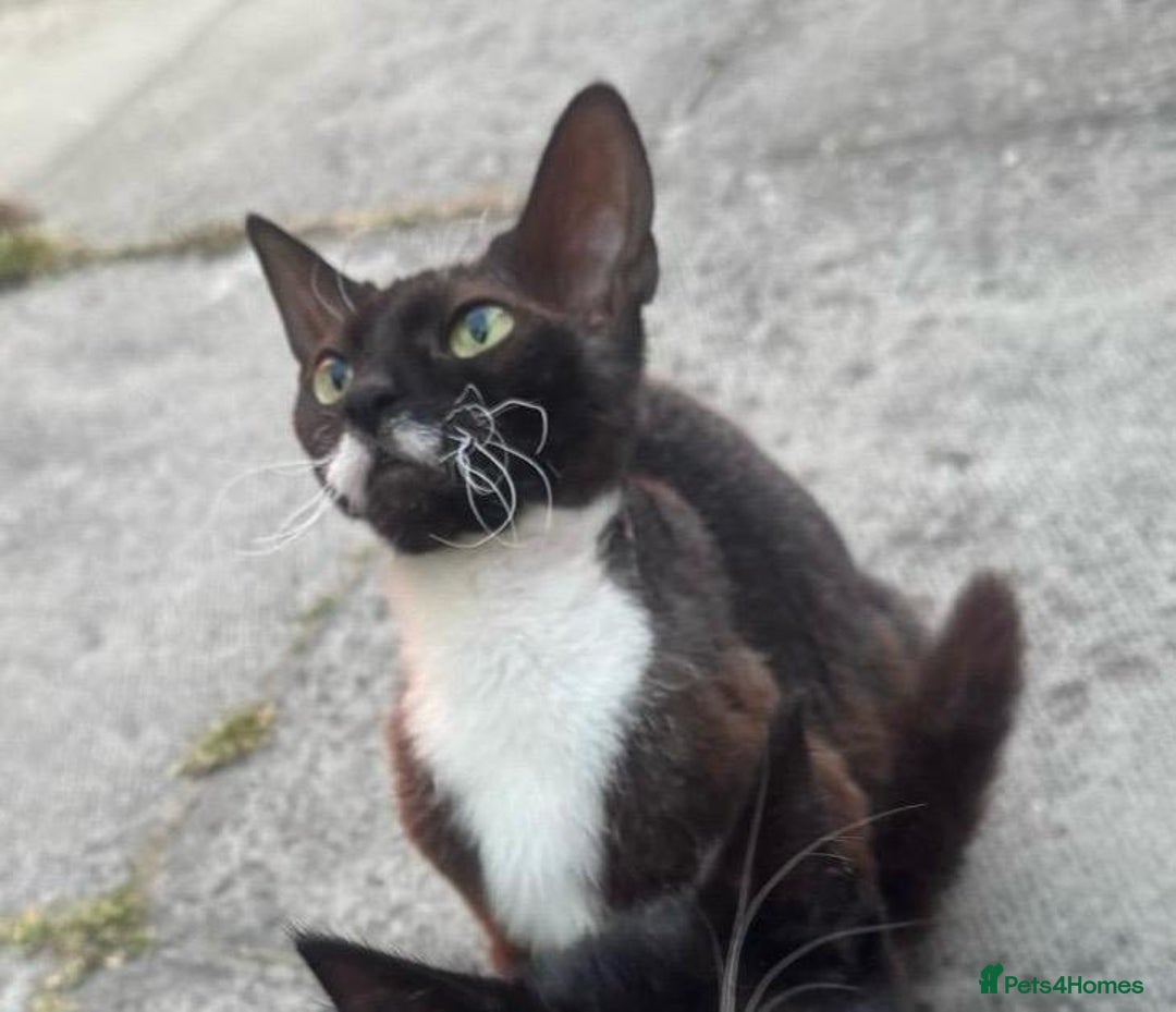 Domestic Shorthair cats for sale: cat and kittens for rehoming - Image 18
