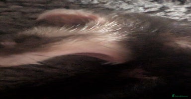 Ferret rodents - Advert 1