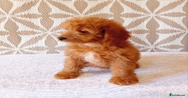 Cavapoo dogs - Advert 4