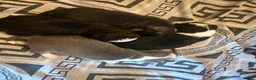 Chihuahua dogs for sale: Chihuahua puppies 2 boys & 1 girl, ready mid sept in Doncaster - Advert 26