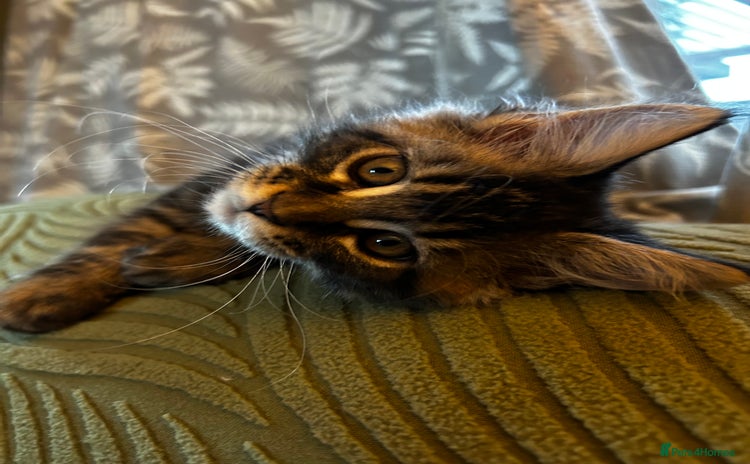 Maine Coon cats - Advert 14