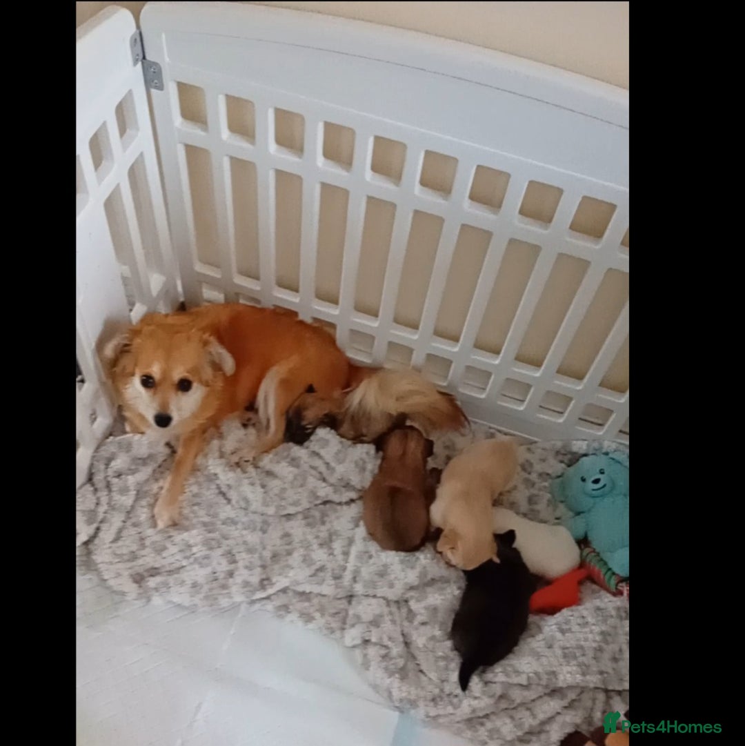 Mixed Breed dogs for sale: Lovely 3/4 chihuahua 1//4 poodle pups available  - Advert 1