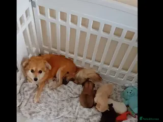 Mixed Breed dogs Lovely 3/4 chihuahua 1//4 poodle pups available - Advert 8