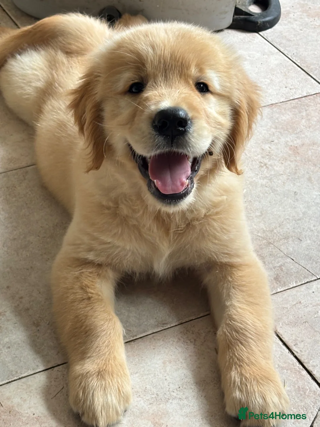 Golden Retriever dogs for sale: Golden retriever puppies - Advert 1
