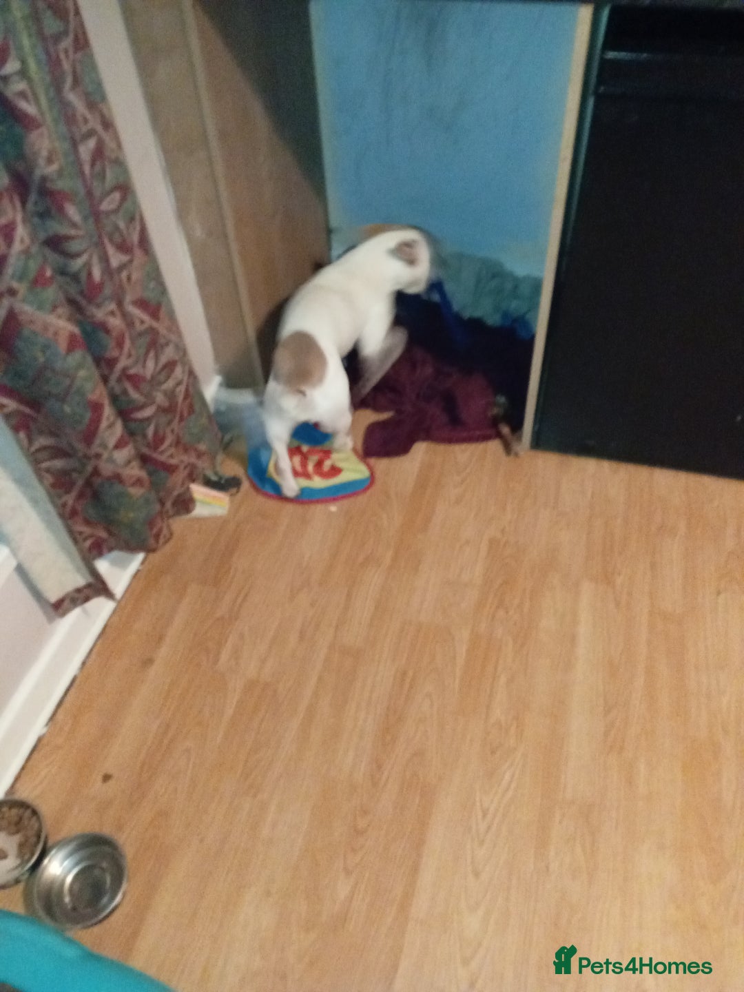 Mixed Breed dogs for sale: Staff cross Frenchie  - Image 2