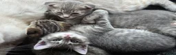 Scottish Fold cats for sale: *READY SOON* Beautiful Grey Scottish Fold Kittens - Advert 14