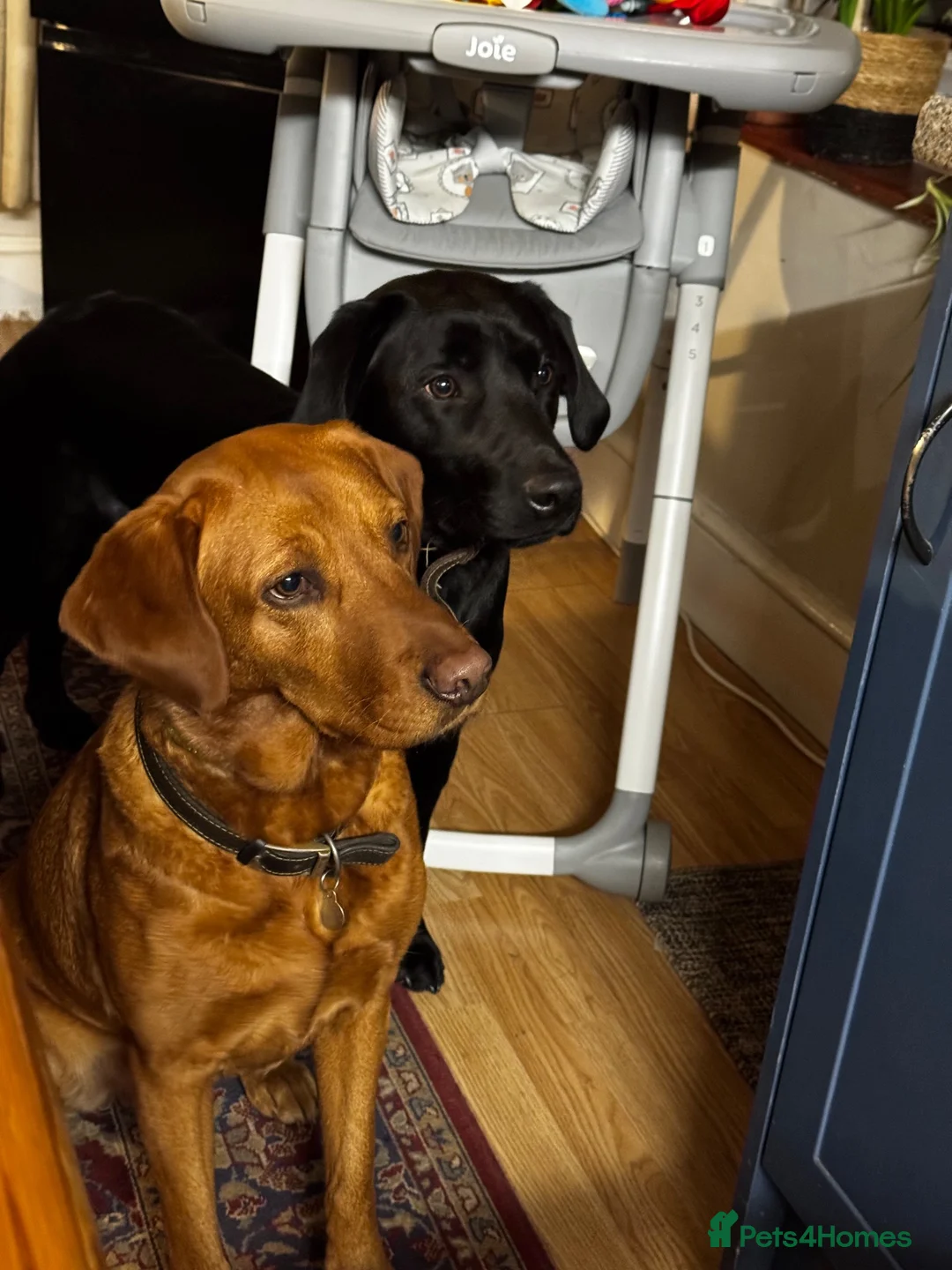 Labrador Retriever dogs for sale: Labrador Puppies – Family Raised – Dorset  in Dorchester - Advert 2