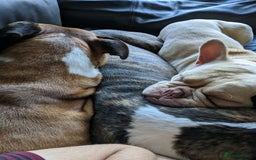 Mixed Breed dogs for sale: Frenchie cross - Image 9