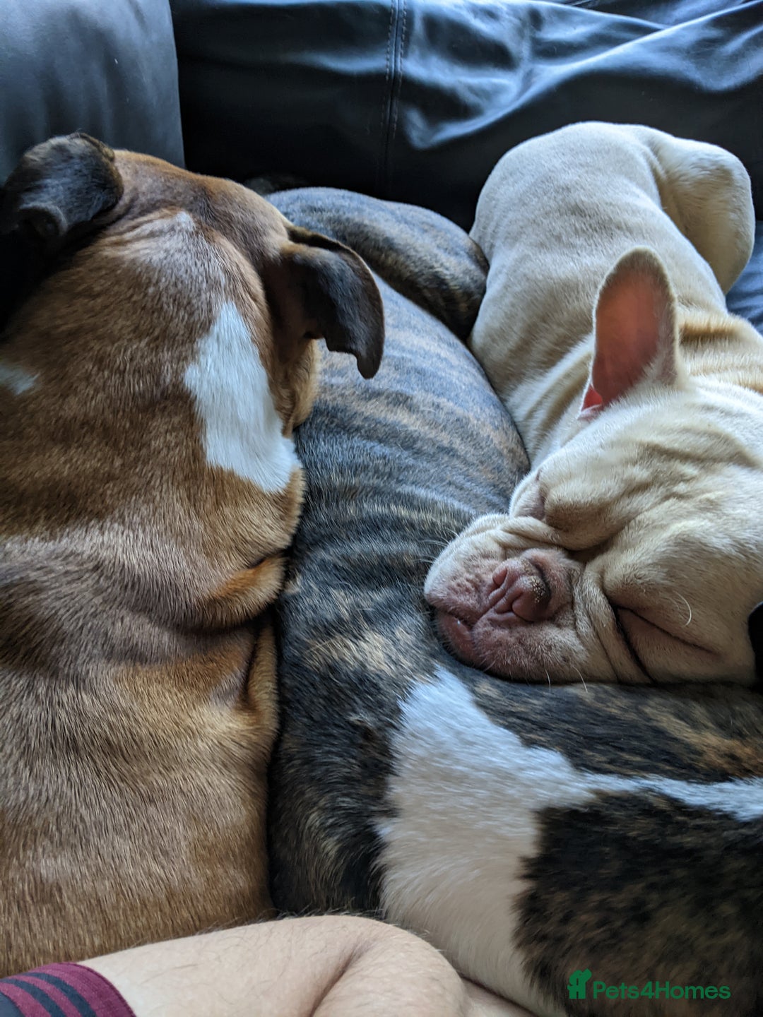 Mixed Breed dogs for sale: Frenchie cross - Image 9
