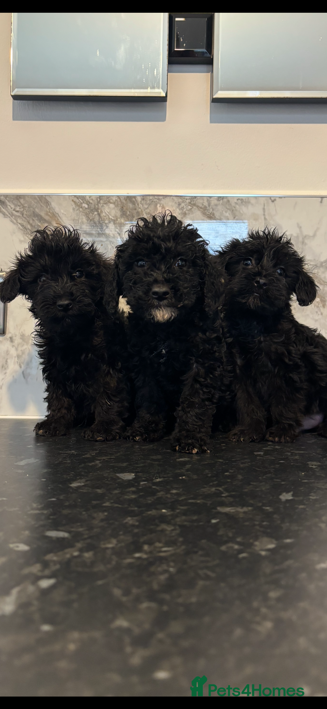 Maltipoo dogs for sale: Toy maltipoo puppies (toy poodle) - Image 1