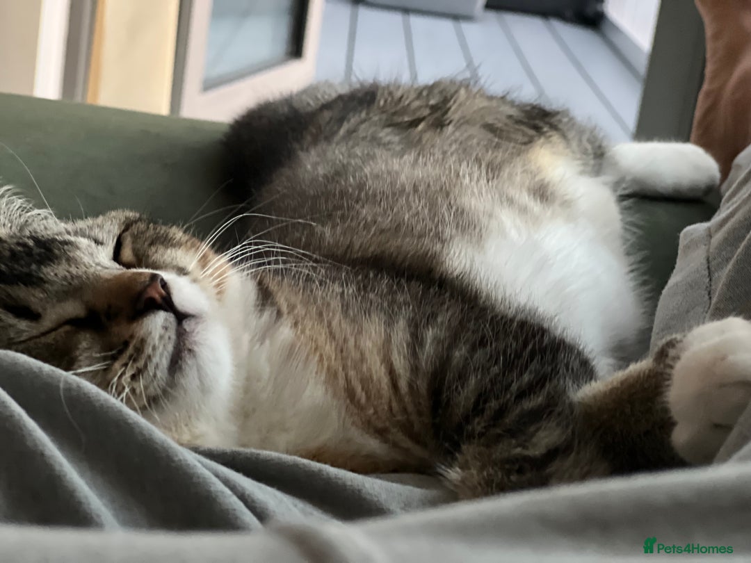 Mixed Breed cats for sale: Female short haired tabby  - Image 4