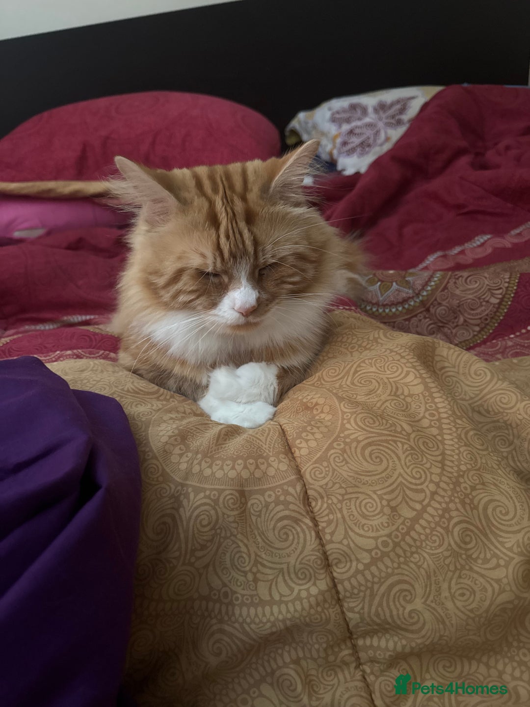 Mixed Breed cats for sale: Cute 4 kittens looking for loving home - Advert 13