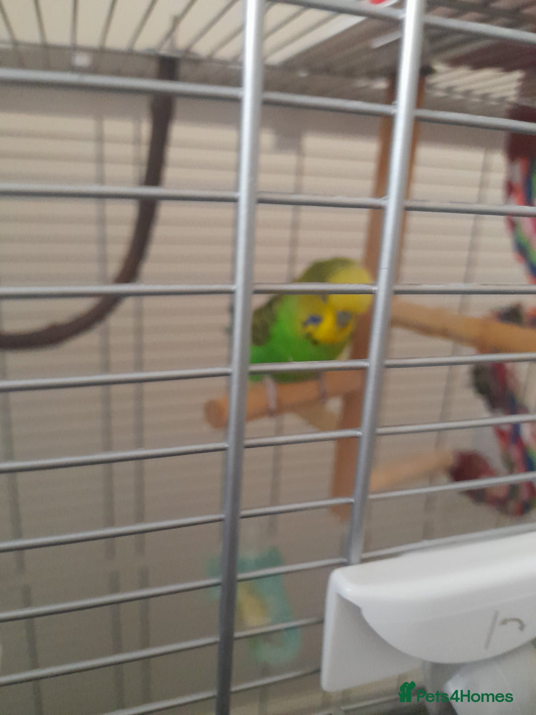 Finches birds for sale: Budgie and finch - Image 6