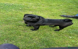 Pug dogs for sale: Pug- NEEDING NEW HOME ASAP - Image 1