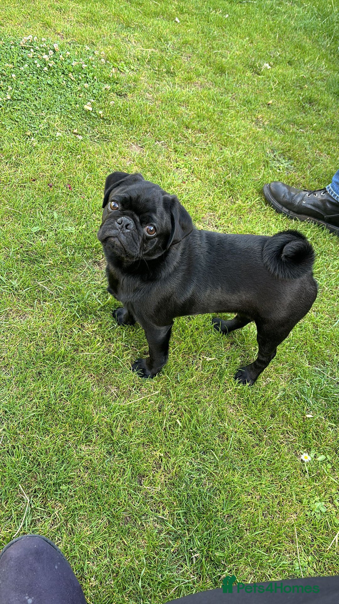 Pug dogs for sale: Pug- NEEDING NEW HOME ASAP - Image 1