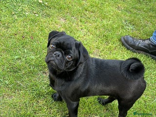 Pug dogs - Advert 16