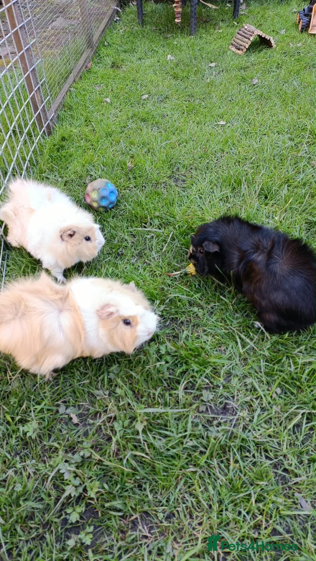 Guinea Pig rodents 3 Male Guinea pigs - Advert 1