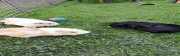 Guinea Pig rodents for sale: 3 Male Guinea pigs - Advert 1
