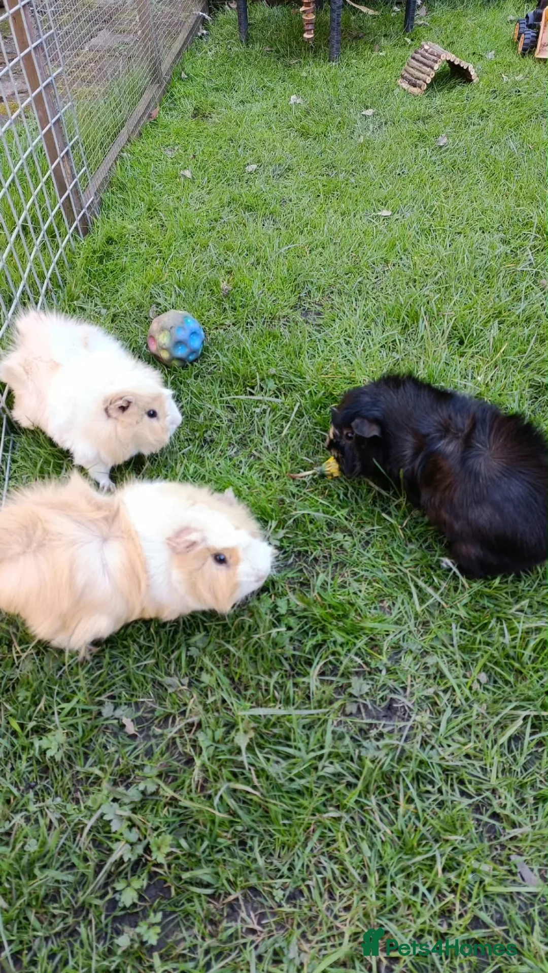Guinea Pig rodents for sale: 3 Male Guinea pigs - Advert 1