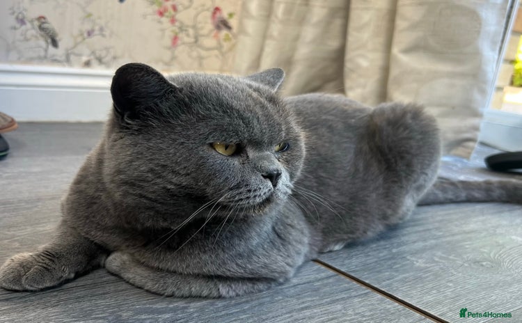 British Shorthair cats - Advert 1