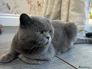British Shorthair cats - Advert 20