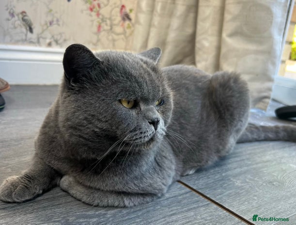 British Shorthair cats British Shorthair Stud Services - Meet Dext - Advert 17