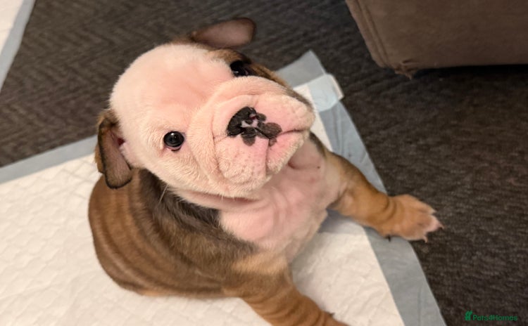 English Bulldog dogs - Advert 2