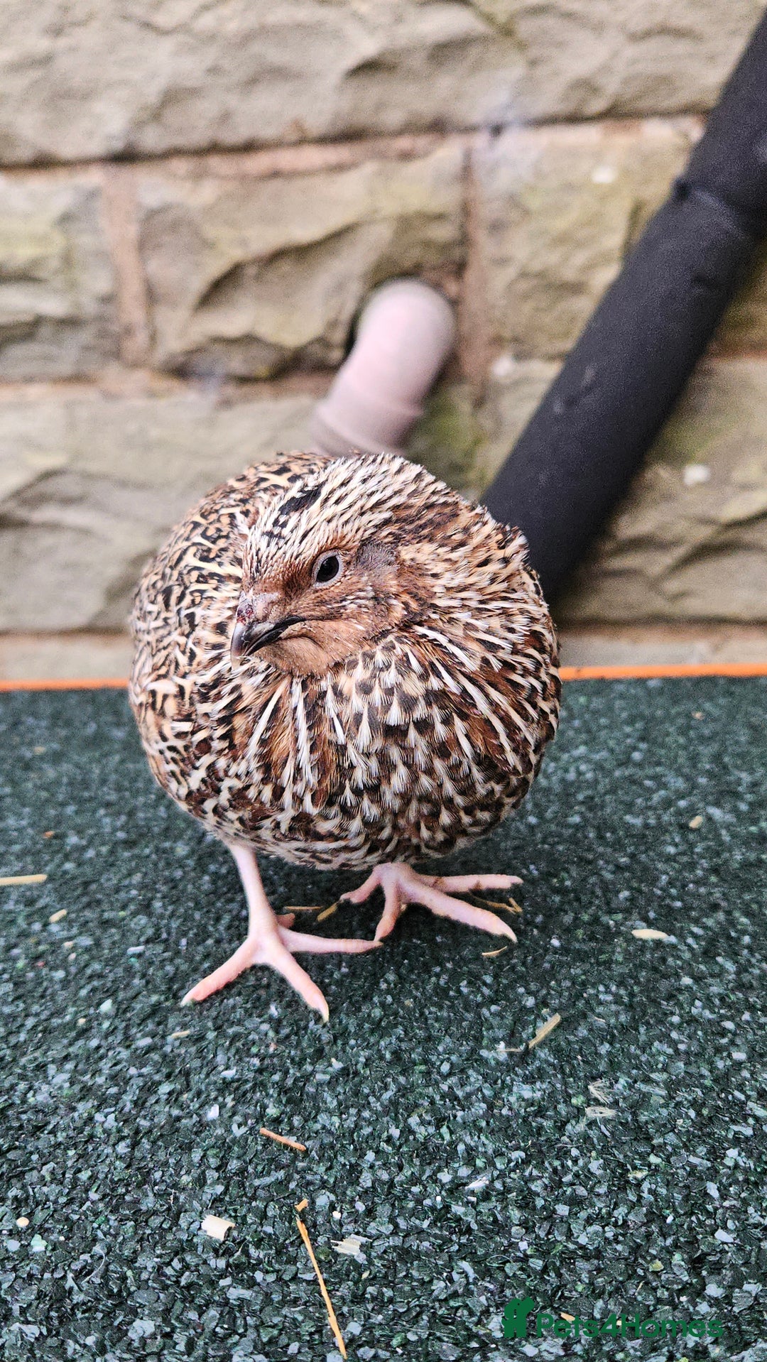 Quail poultry for sale: Japanese Quail – Young Birds Available - Advert 10