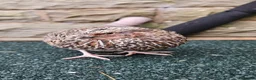 Quail poultry for sale: Coturnix Quail – Chicks, POL Birds & hatching eggs - Advert 25
