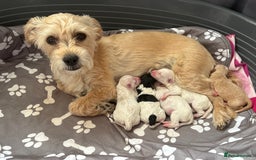 Mixed Breed dogs for sale: Yorkie bichon X bichon frise - Image 5