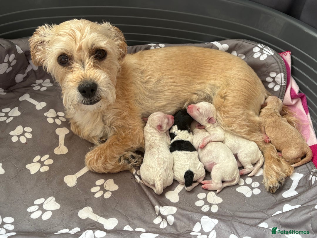 Mixed Breed dogs for sale: Yorkie bichon X bichon frise - Image 5