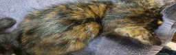 Mixed Breed cats for sale: Pretty kittens ready now for their forever homes  - Advert 4