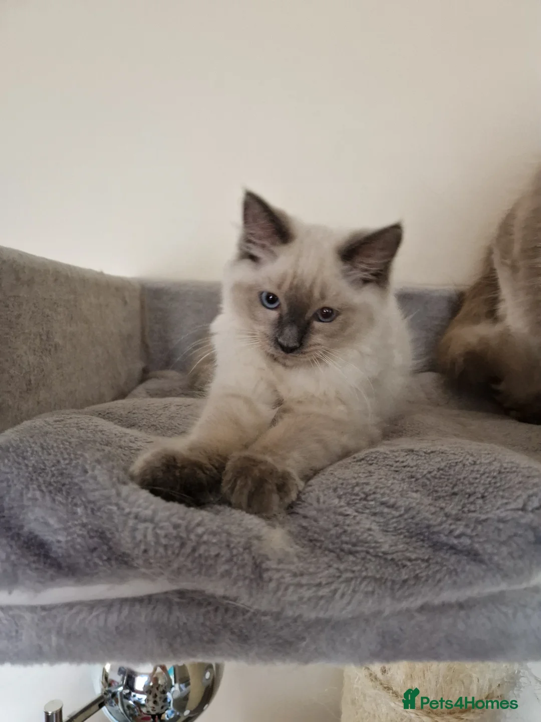 Ragdoll cats for sale: Boy and girl ragdolls - Advert 2