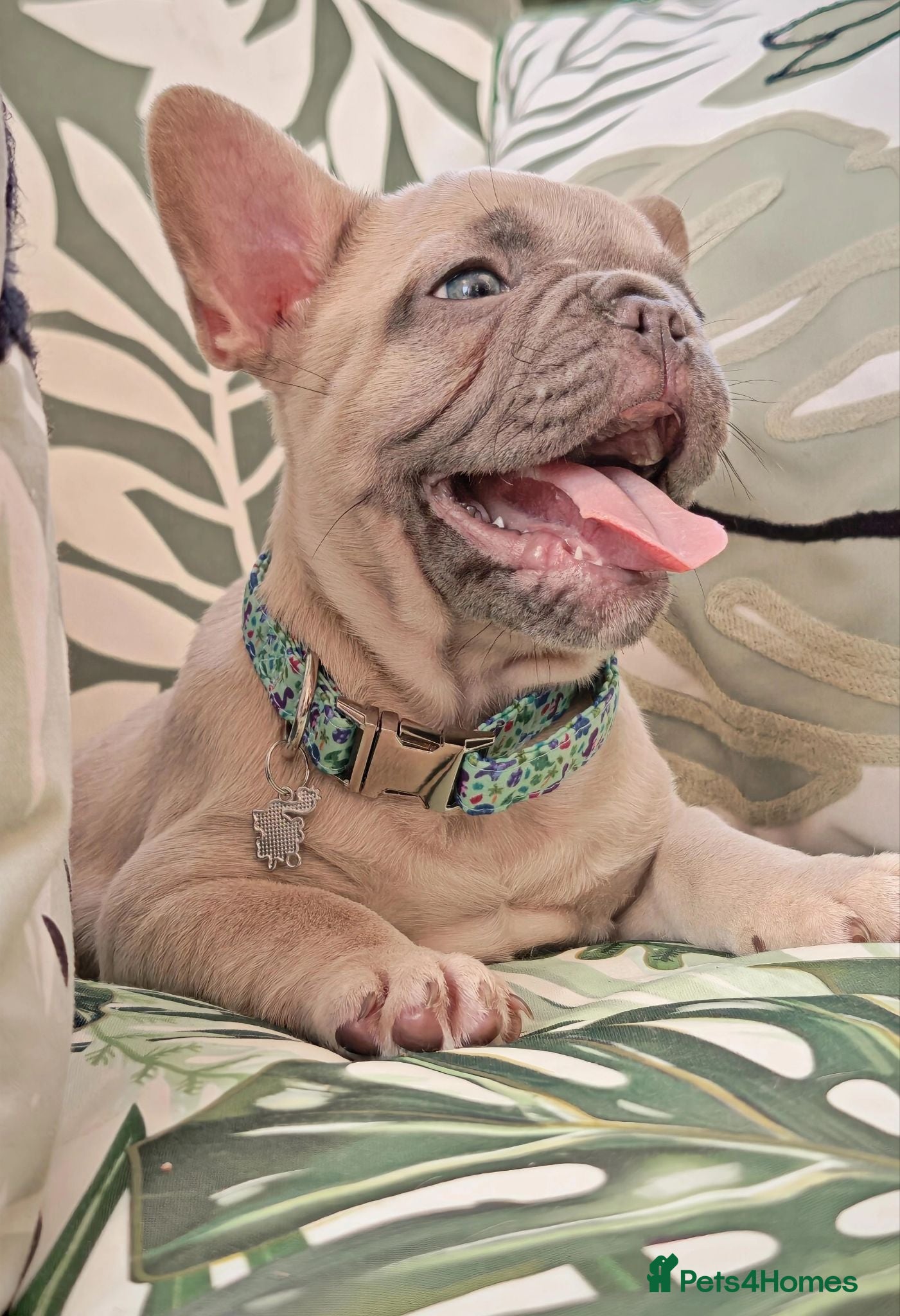 French Bulldog dogs Beautiful french bulldog  - Advert 4