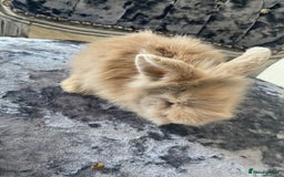 Lionhead rabbits for sale: 3 fluffy bunnies - Image 2