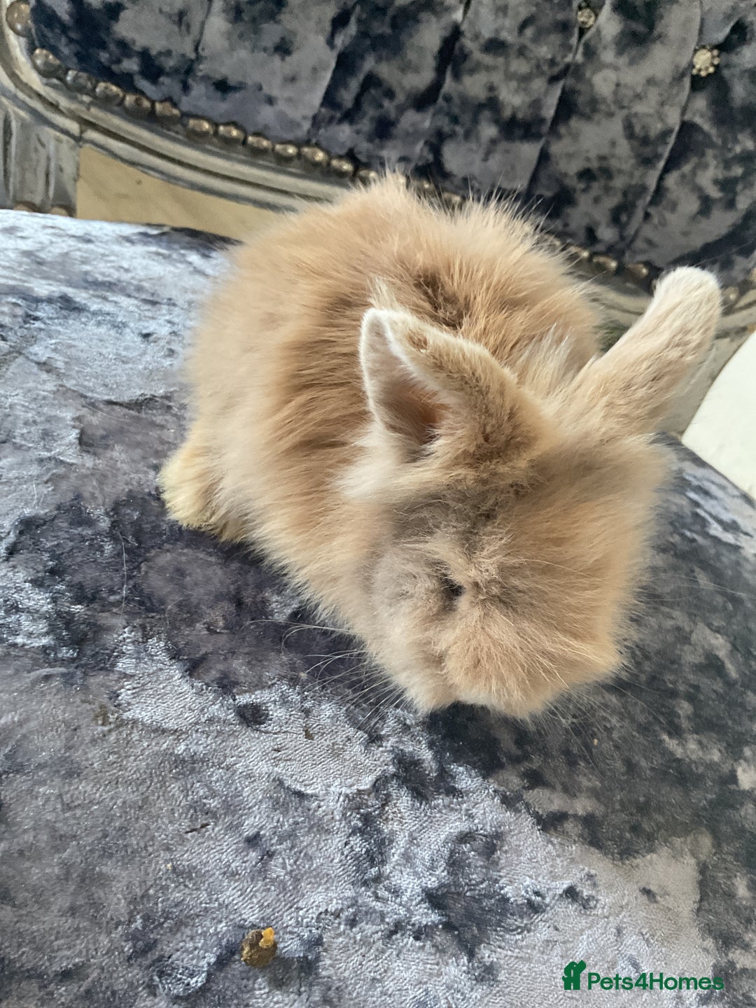 Lionhead rabbits for sale: 3 fluffy bunnies - Image 2