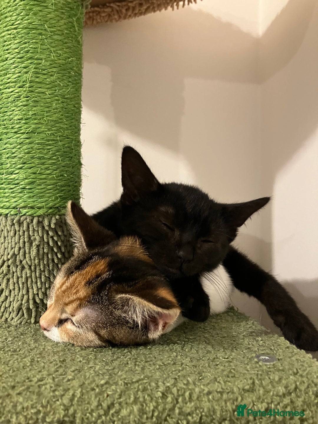 Domestic Shorthair cats for sale: 3 gorgeous kittens looking for their forever home. - Advert 2