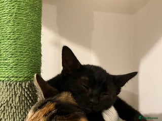 Domestic Shorthair cats 3 gorgeous kittens looking for their forever home. - Advert 7