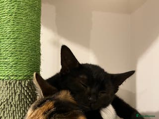 Domestic Shorthair cats 3 gorgeous kittens looking for their forever home. - Advert 14