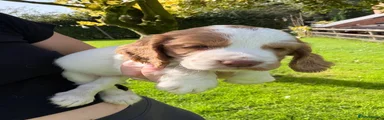 Cocker Spaniel 3