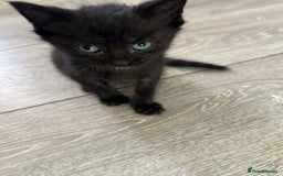 Mixed Breed cats for sale: Beautiful little long haired fluffy black kittens - Image 7