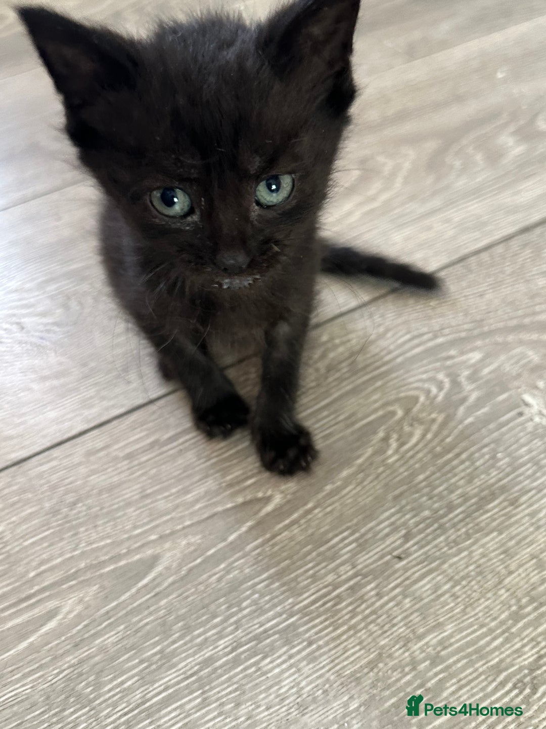 Mixed Breed cats for sale: Beautiful little long haired fluffy black kittens - Image 7