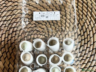 Quail poultry Chinese Painted (button) Quail Eggs 12 + EXTRAS - Advert 8