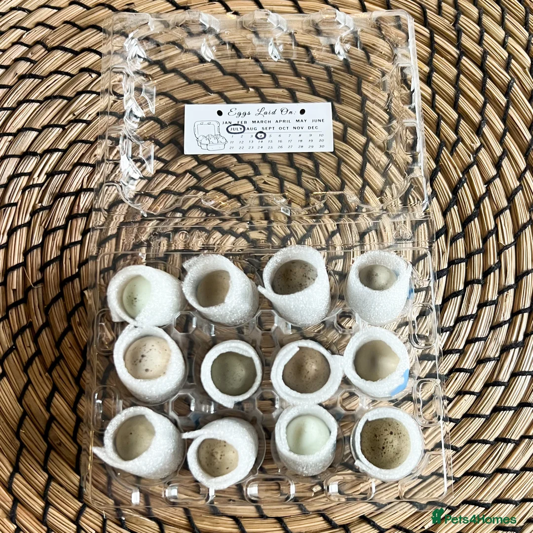 Quail poultry for sale: Chinese Painted (button) Quail Eggs 12 + EXTRAS - Advert 1