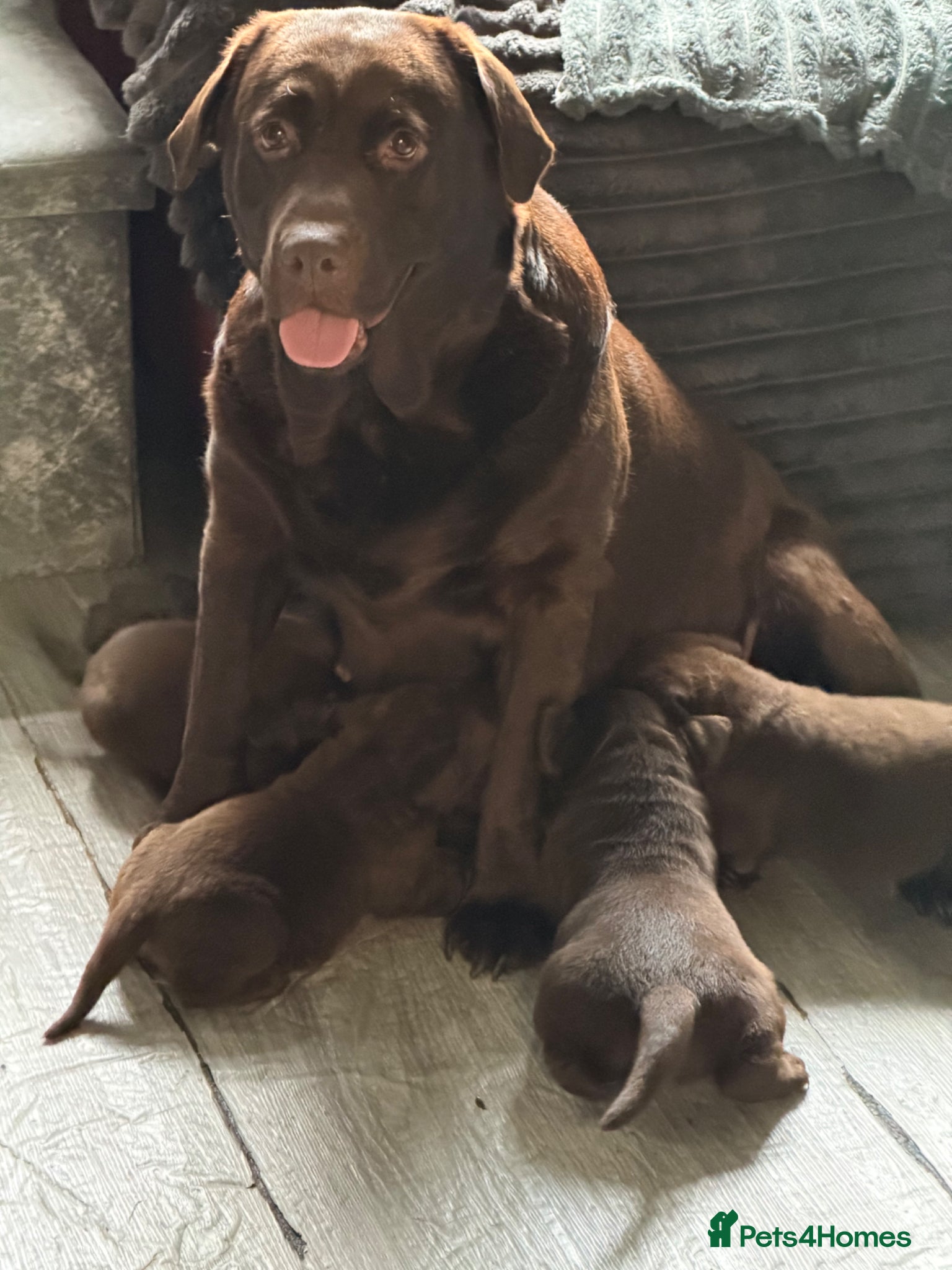 Labrador Retriever dogs Chocolate Labrador puppies 🤎 - Advert 1