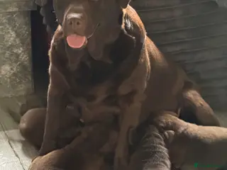 Labrador Retriever dogs Chocolate Labrador puppies 🤎 - Advert 6
