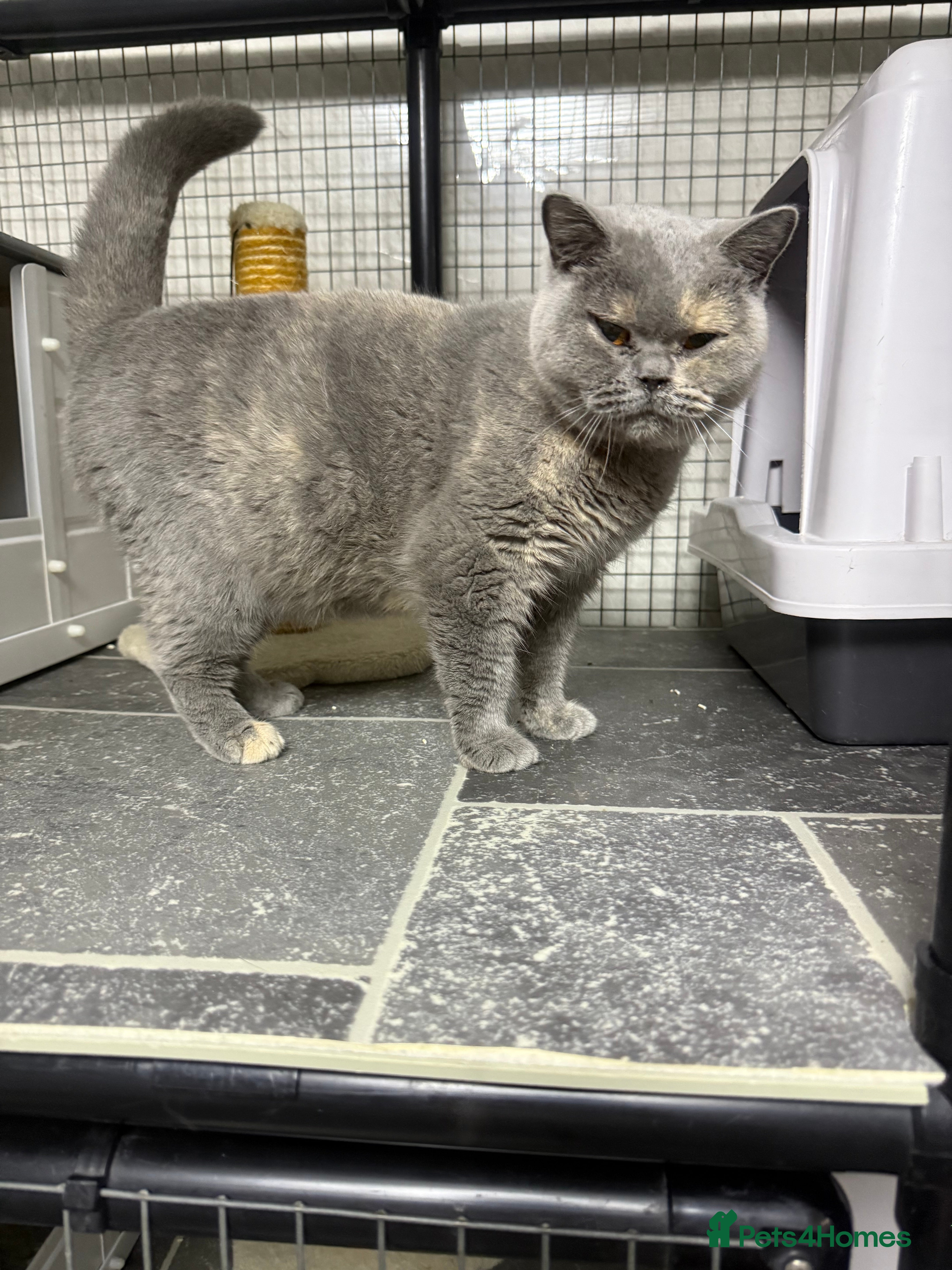 British Shorthair cats British shorthair Kittens  - Advert 1