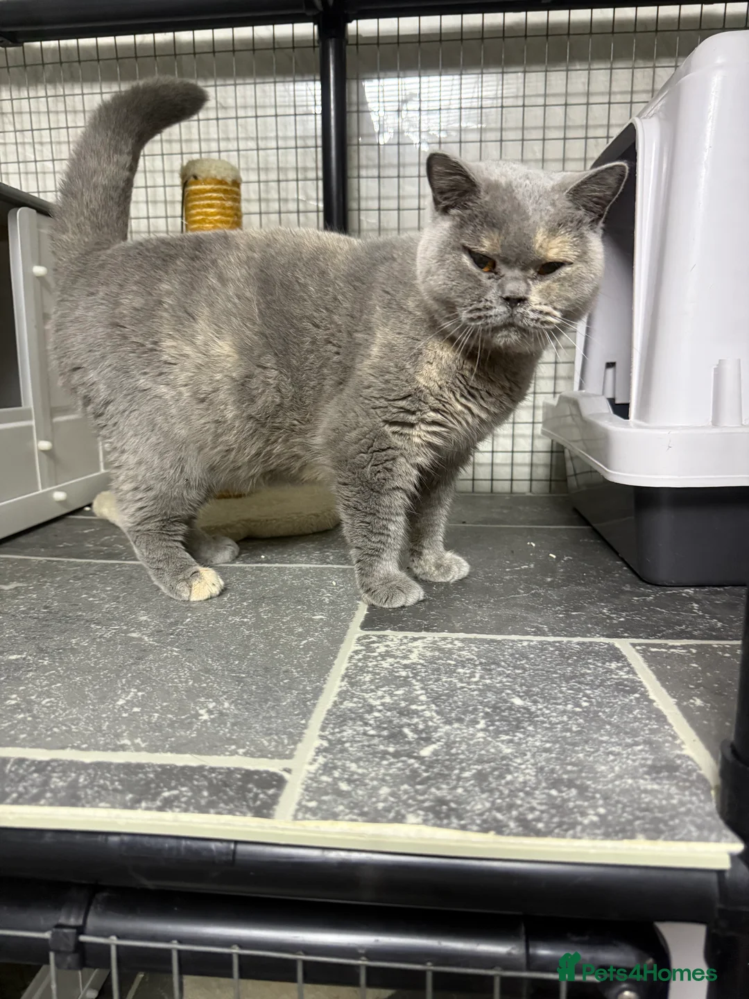 British Shorthair cats for sale: British shorthair Kittens  - Advert 1